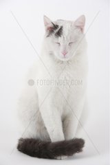 Portrait of Domestic Cat sitting in a house