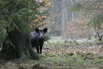 Wild boar in forest Germany