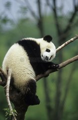 Young giant panda in a tree with Chengdu Sichun China