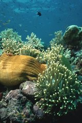 Magnificent sea anemone Mabul Malaisia