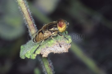 Hover-fly settled on a leaf