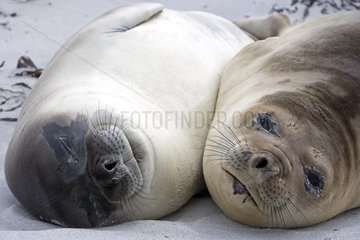 Two Northern elephant seals in Falkland Islands