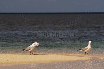 Mouettes australiennes sur une plage Nouvelle-Calédonie