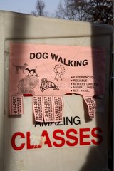 Poster offering to promenade dogs New York