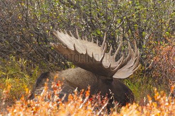 Male Elk with imposing antlers lie down NP Denali Alaska