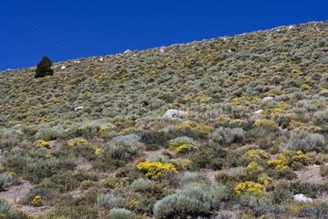 Chaparral Sierra Nevada California USA