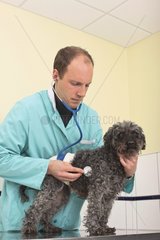 Veterinarian examining a poodle after an operation
