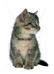 Portrait d'un chaton