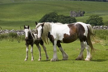 Brown and white piebald mare and her young foal Moors UK