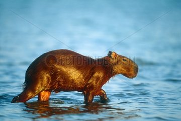 Capybara  die in Wasser venezolanischer Llanos wandelt