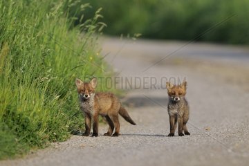 Young red fox on a country road Vosges France