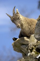 Young Alpine ibex lying down in rocks