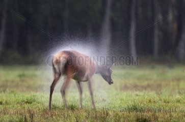 Red Deer female under the rain in a clearing Europe