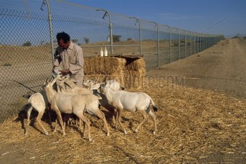 Oryx -Jugend füttert vor der Veröffentlichung von Saudi -Arabien