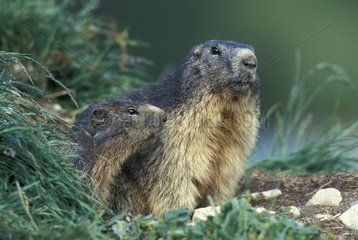 Young Marmot and adult at the exit of burrow France