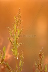 Grass at sunset in summer