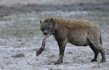 Hyène tachetée se nourrissant des restes d'une carcasse