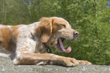 Brittany spaniel yawning on a bark France
