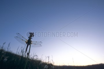 Four-spotted skimmer cutting on a blue twilight sky Doubs