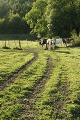 Way zu vorab vor  wo die Kühe Côte-d'or Frankreich grasen