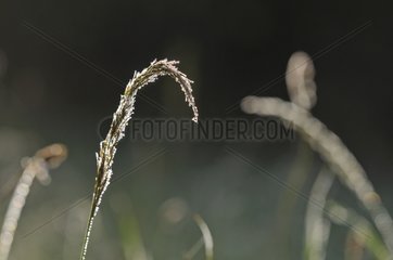 Grasses and Dew Haute-Loire France