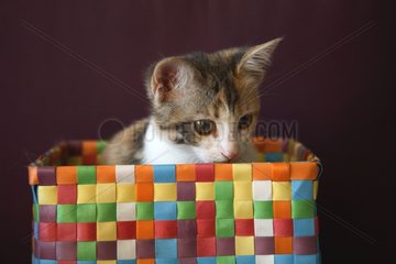 Female Kitten sat in a multicolored basket