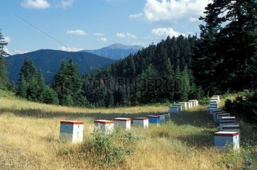 Bienenstöcke mit dem Fuß des Mount Iti Griechenlands