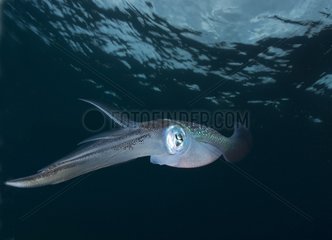 Bigfin reef Squids swimming under surface - Fiji