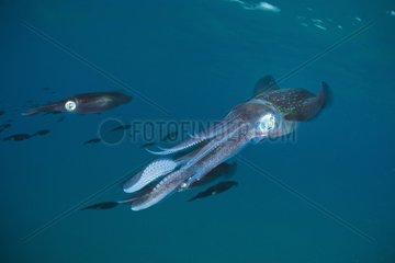 Bigfin reef Squids swimming under surface - Fiji