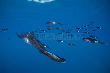 Bigfin reef Squids swimming in open water - Fiji