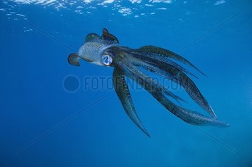 Bigfin reef Squid swimming under surface - Fiji