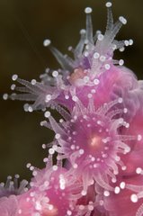 Jewel sea anemone - Poor Knights Island New Zealand