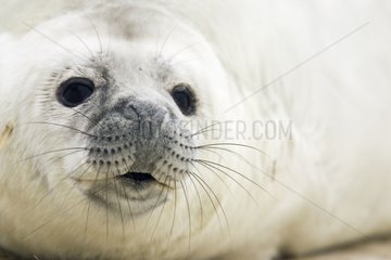 PortrÃ¤t einer grauen Robbe Whitecoat Nordsee Deutschland