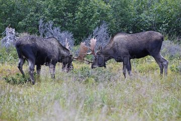 Male Moose playing to fight during rut Alaska