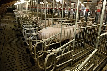In einer Entbindungsstation in einer Schweinefarm Frankreich säen