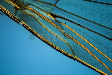 Fly wing under a microscope