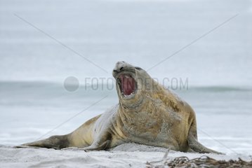 Southern Elephant Seal Falkland Islands