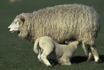 Lamm  dass das Schafdeutschland