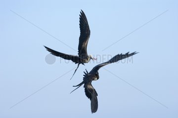 Great frigatebirds flight fighting for a fish Puerto Ayora