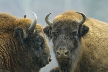 Portrait of European Bison in winter Germany