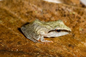 Brownberg Räuber Frosch auf einem Blatt French Guayana