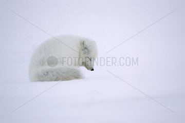 Arctic Fox sat in snow battling with polar cold in Iceland