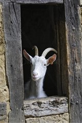 Porträt einer Ziege zum Fenster des Schafsfalten Frankreichs