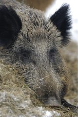 Portrait of a Wild boar sleeping Germany
