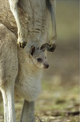 Eastern Grey Kangaroo and joey Australia