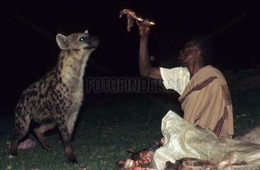 Man cramming a Speckled Hyena Ethiopia
