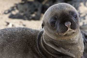 Portrait of a young sea lion Galapagos
