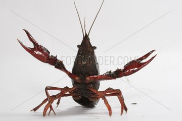 Spinycheek crayfish in defense posture