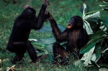 Bonobos jouant République Démocratique du Congo