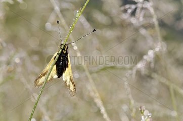 Butterfly-lion on stem grass wet with dew in June France